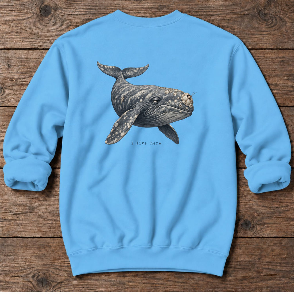 I Live Here Whale Back Design Midweight Sweatshirt in Sky, Salty Paws Midweight Sweatshirt, back design flat lay